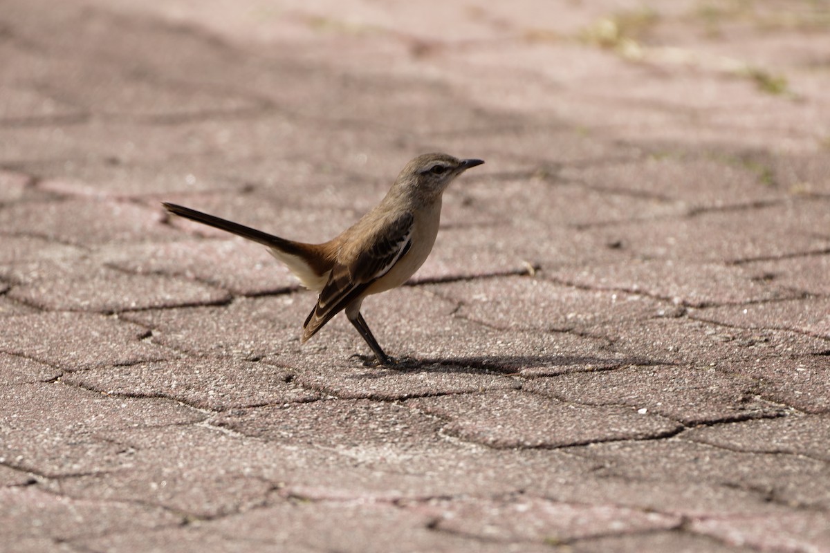 White-banded Mockingbird - ML597632821