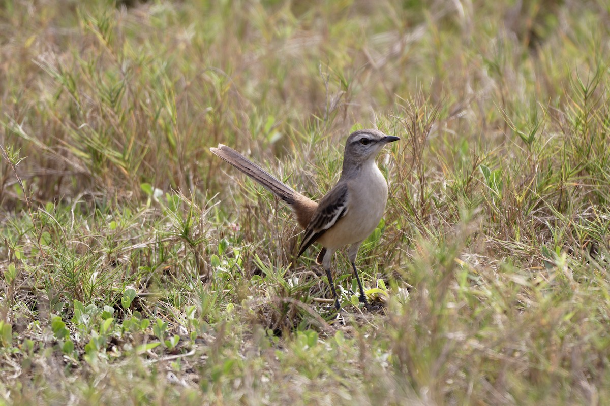 White-banded Mockingbird - ML597632831