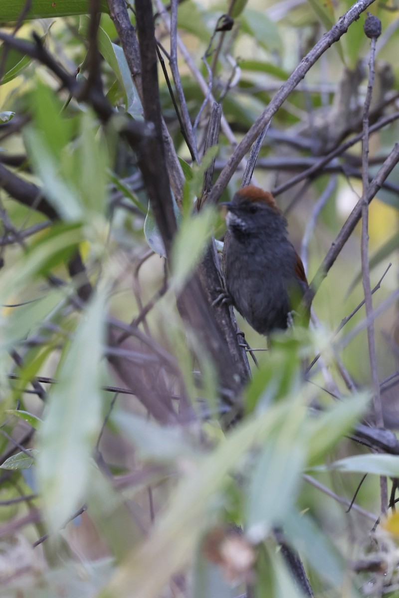 Mantaro Spinetail (undescribed form) - ML597633591