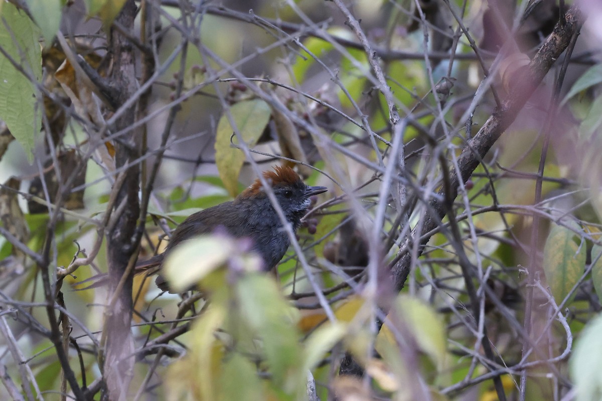 Mantaro Spinetail (undescribed form) - ML597633601