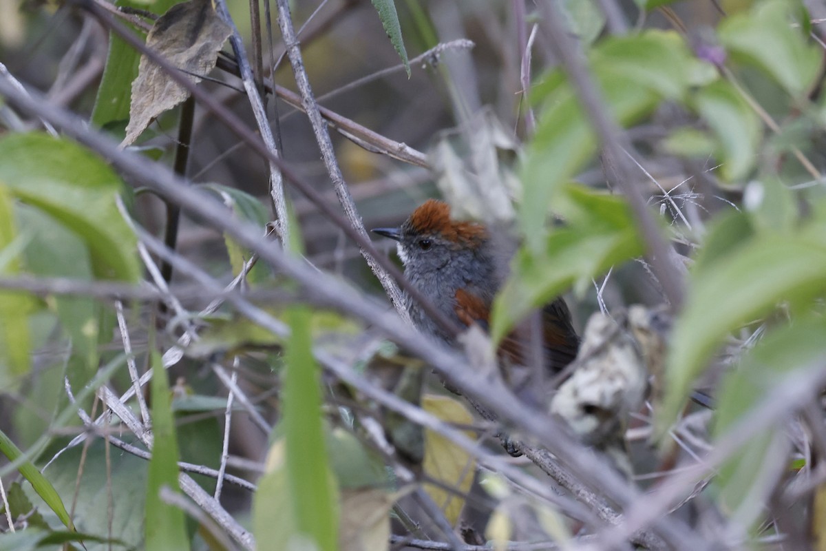 Mantaro Spinetail (undescribed form) - ML597633611