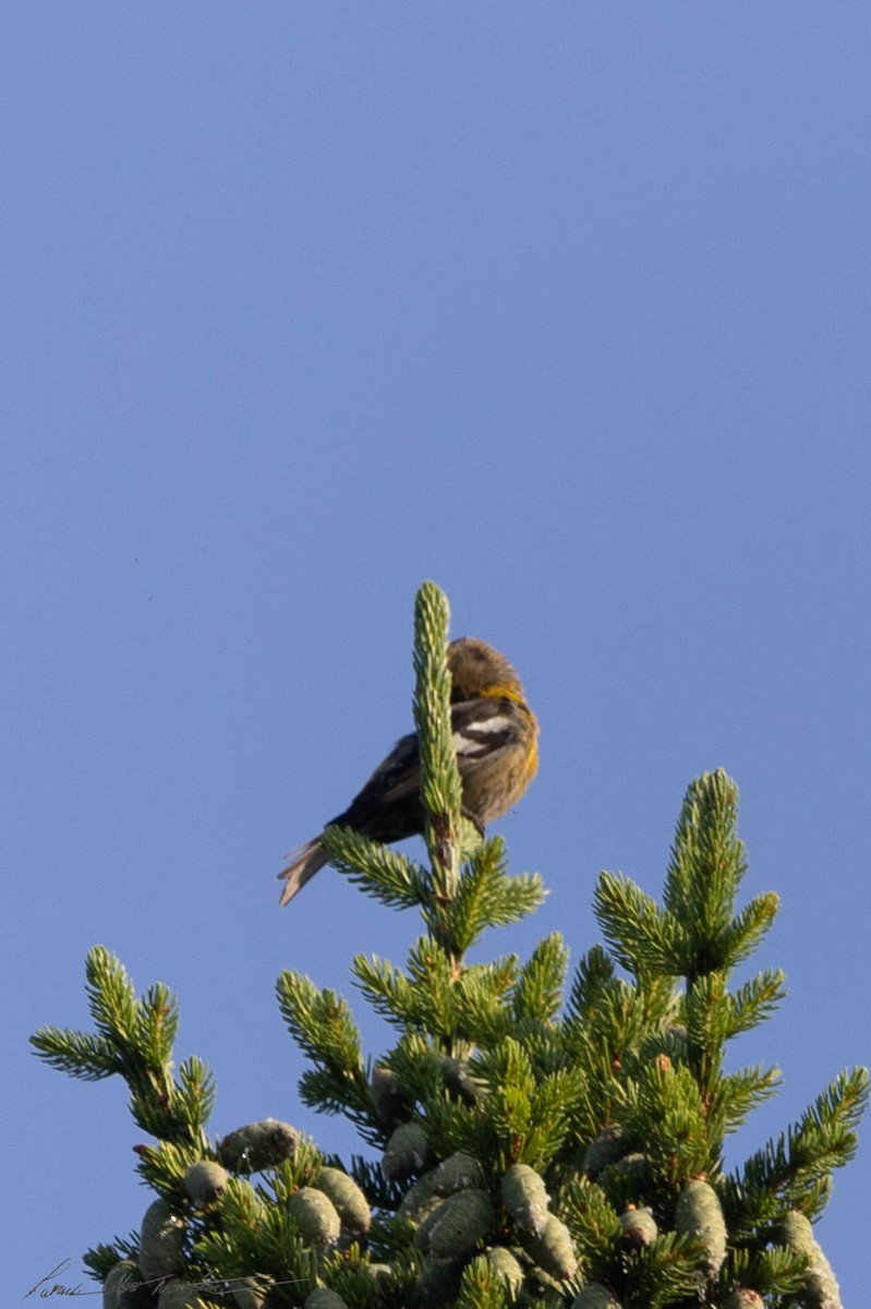 White-winged Crossbill - ML597633851