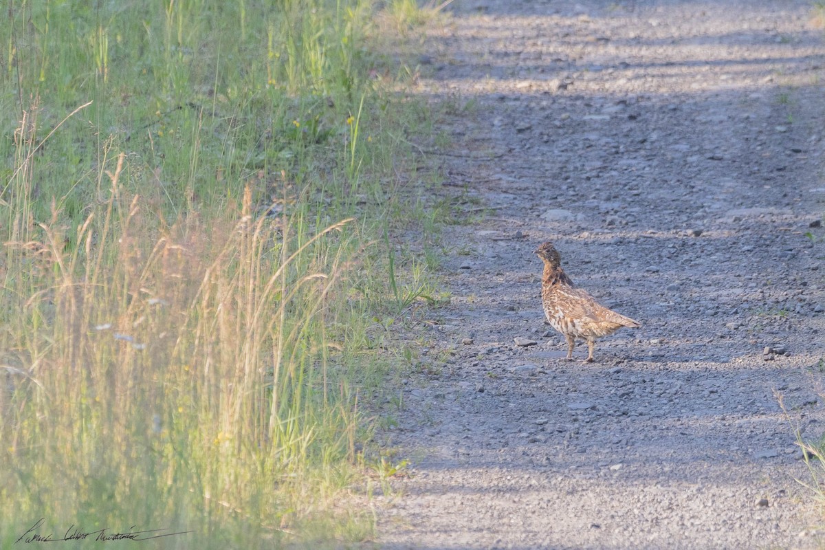 Ruffed Grouse - ML597634381