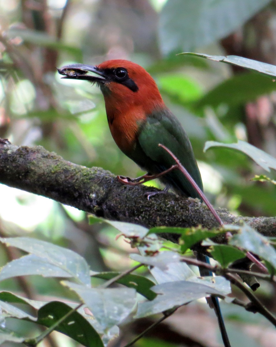 Plattschnabelmotmot - ML597634481