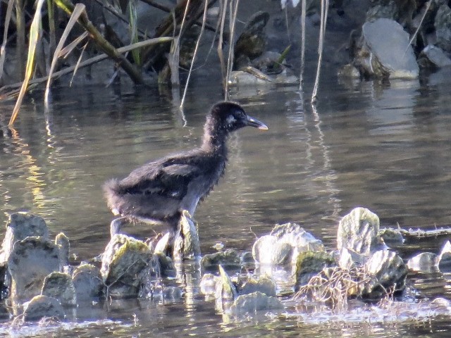 Clapper Rail - ML597634991