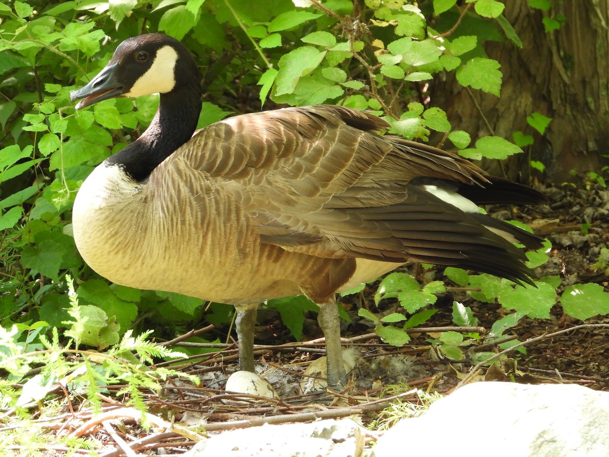 Canada Goose - Mike Cianciosi