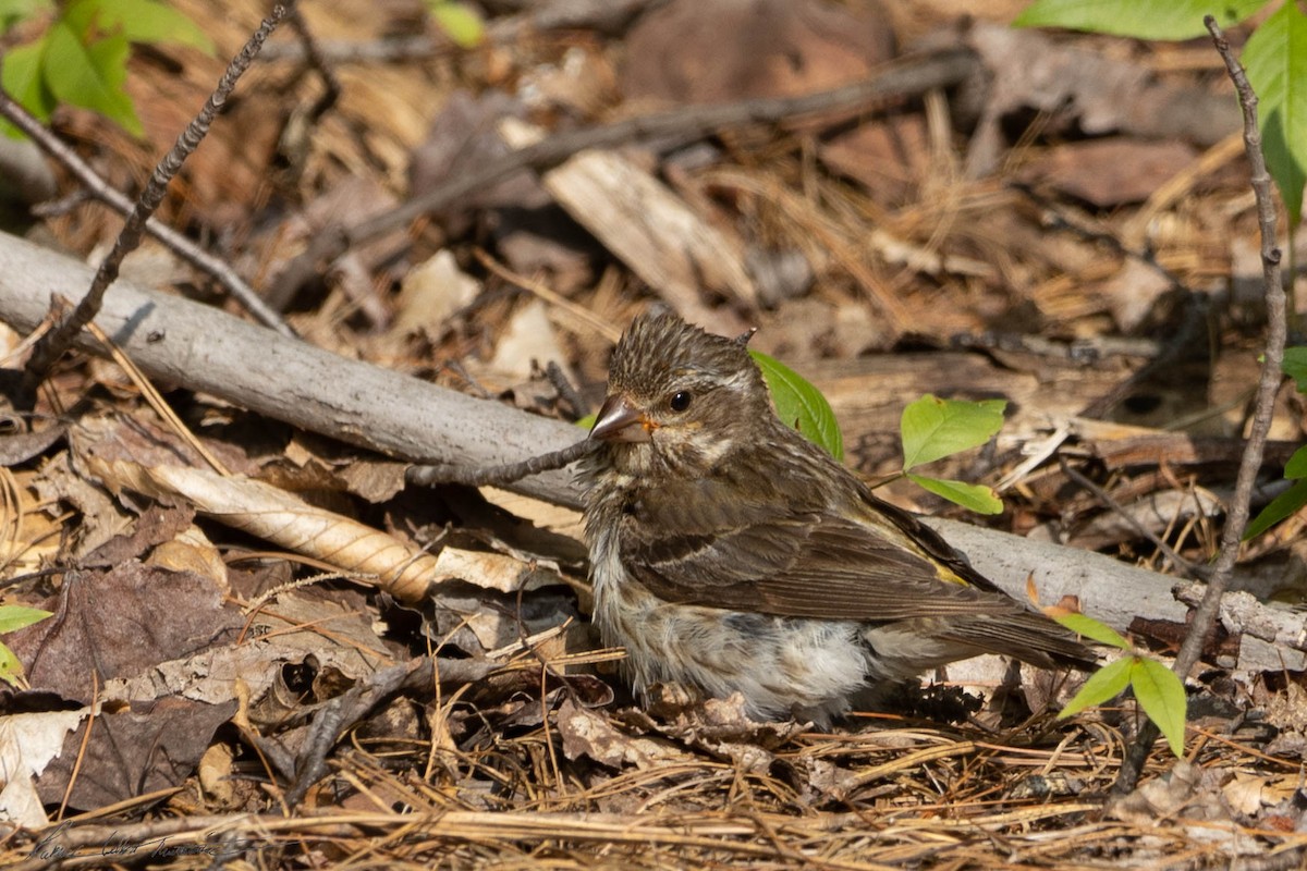 Purple Finch - ML597635281