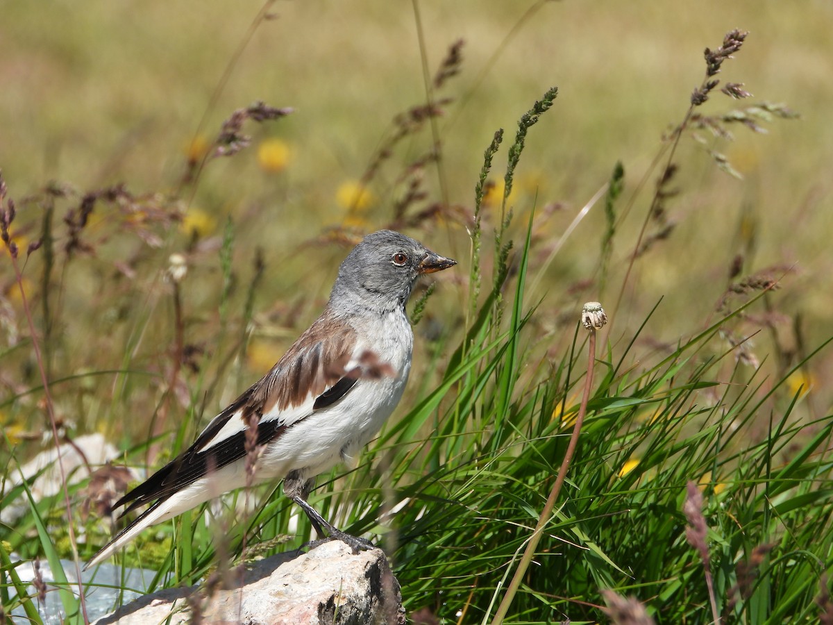 White-winged Snowfinch - ML597636251
