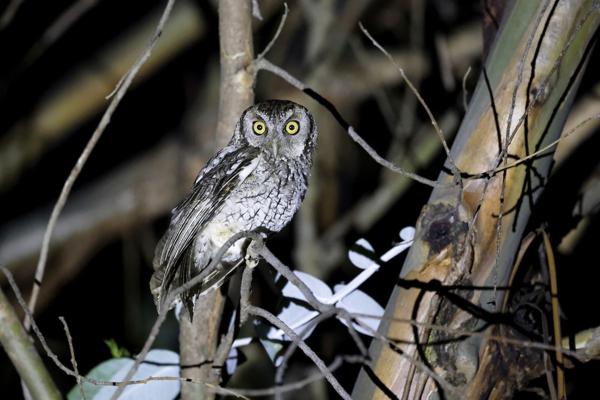 Koepcke's Screech-Owl (Apurimac) - ML597636351