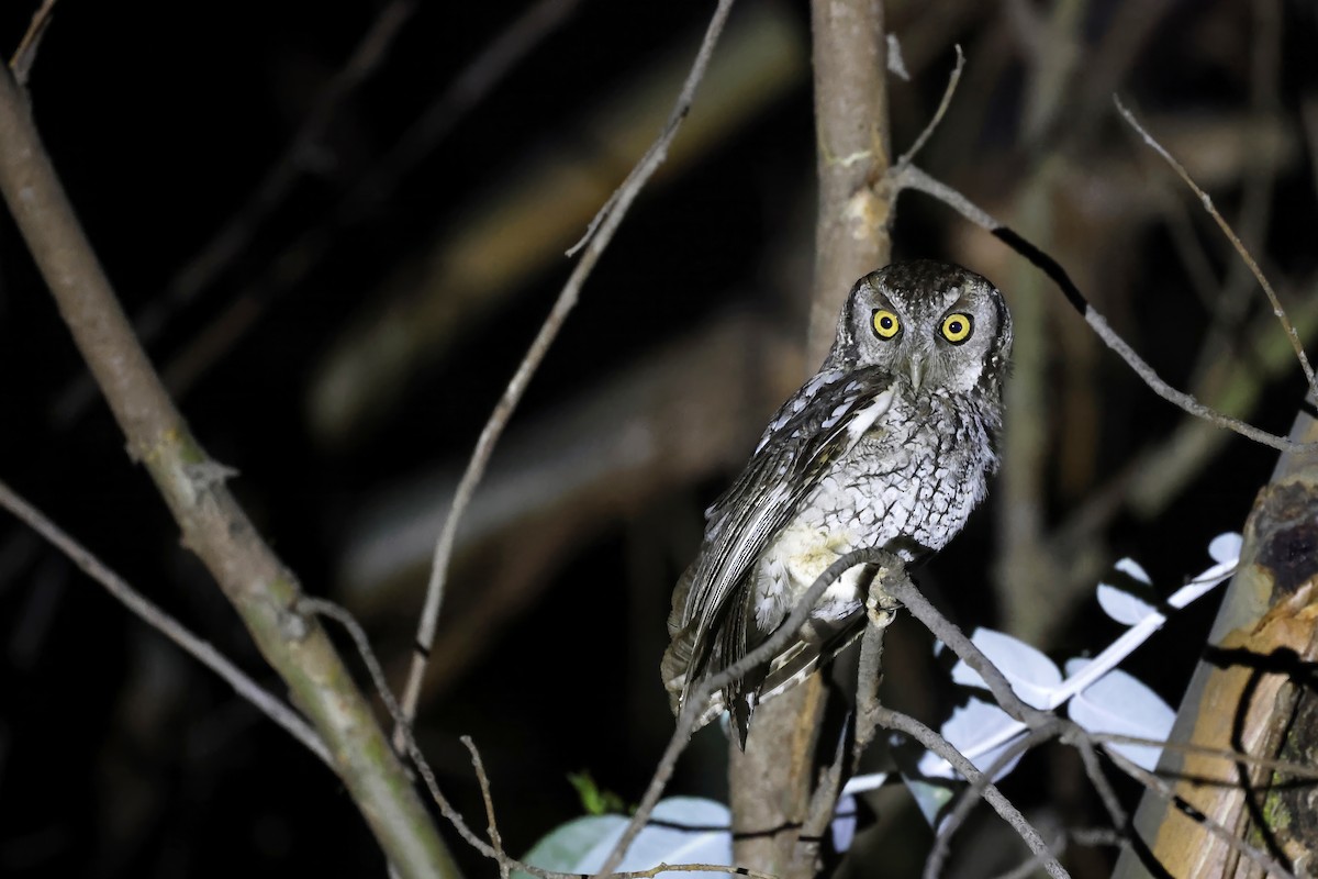 Koepcke's Screech-Owl (Apurimac) - ML597636361