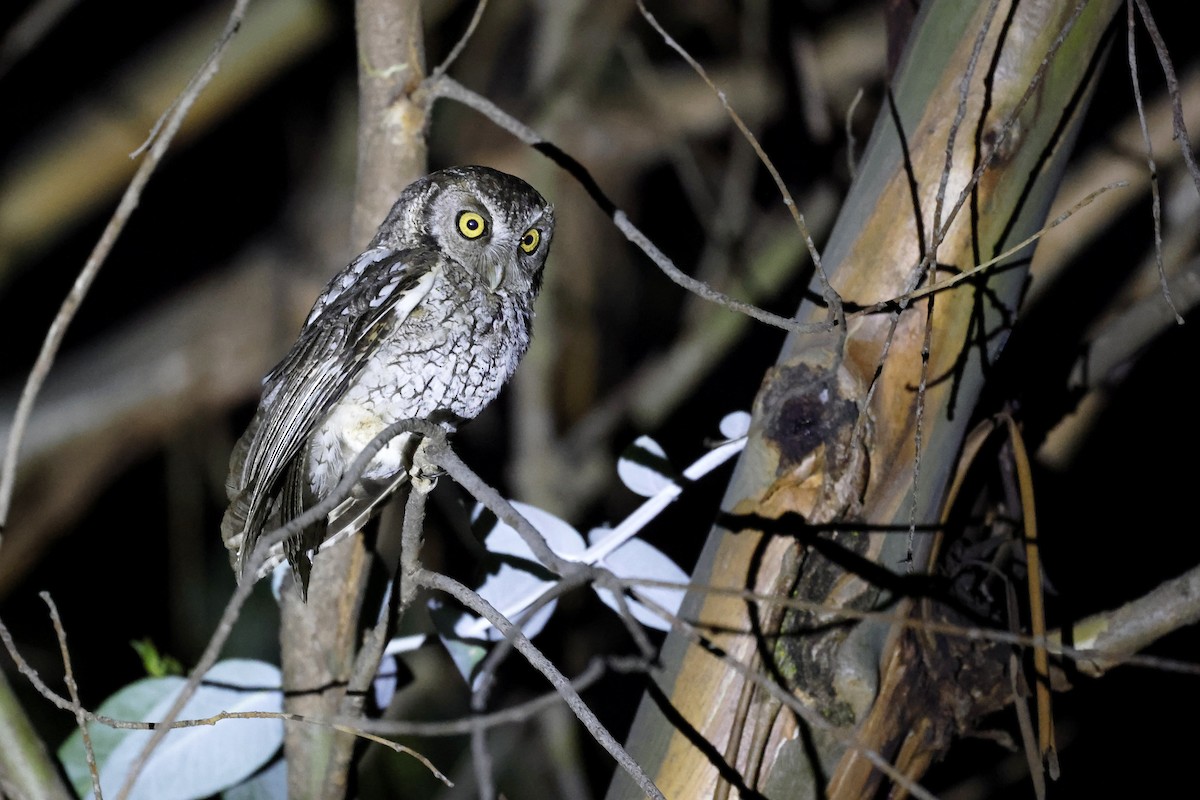 Koepcke's Screech-Owl (Apurimac) - ML597636371