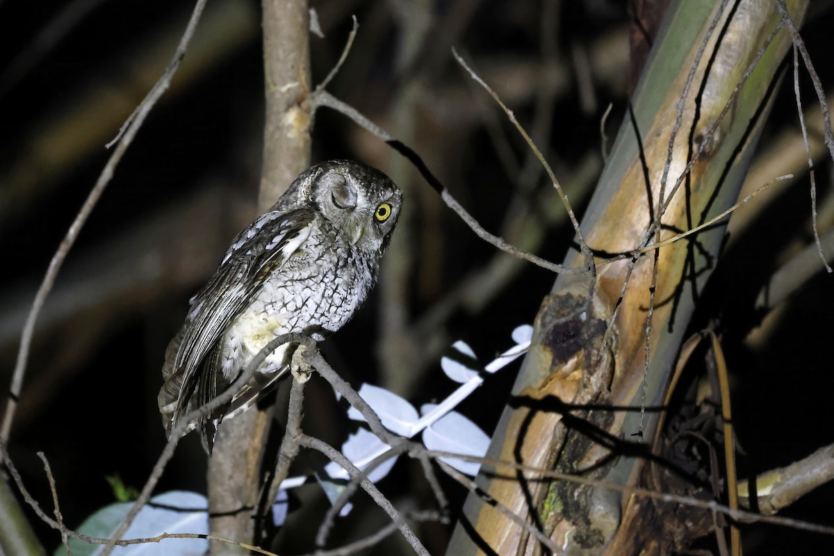 Koepcke's Screech-Owl (Apurimac) - ML597636381