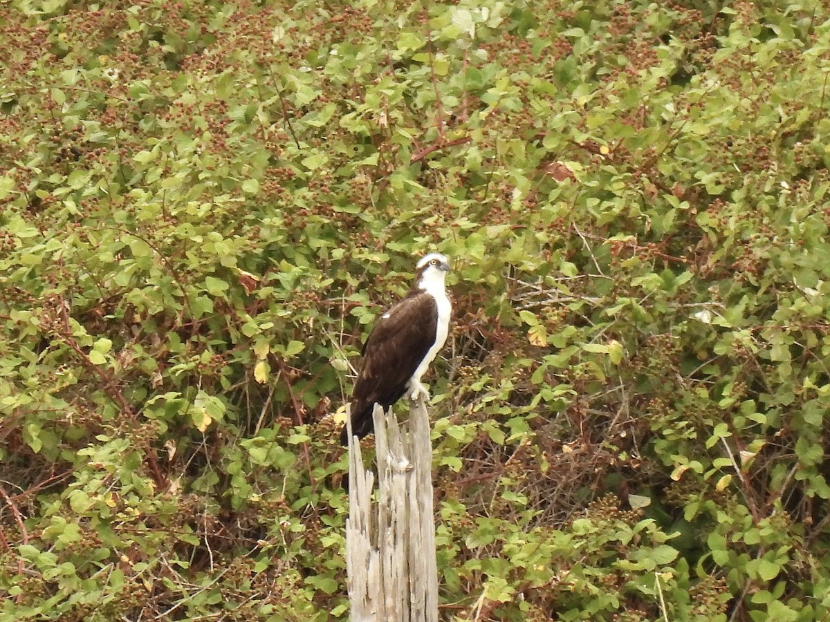 Osprey - ML597636561