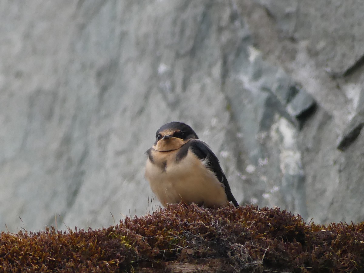 Barn Swallow - Gus van Vliet