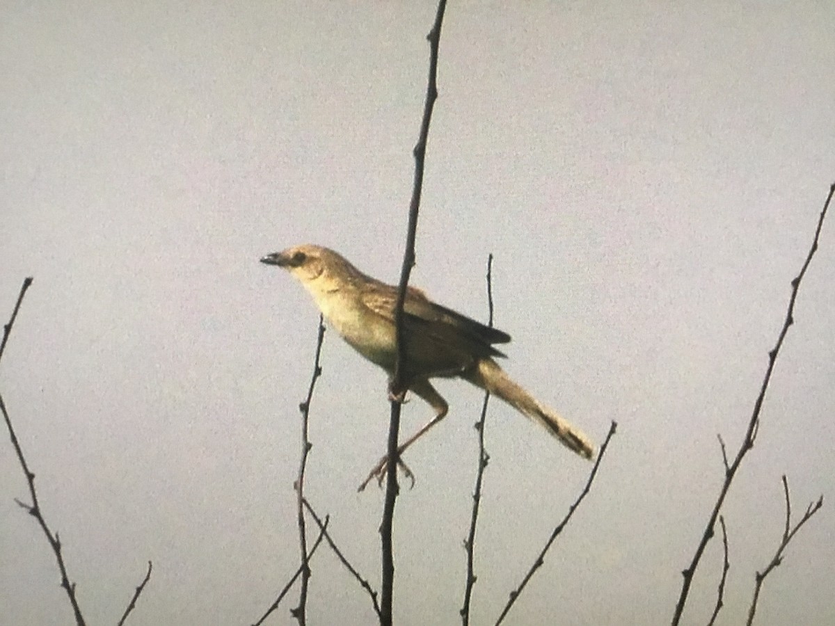 Bristled Grassbird - ML597637561