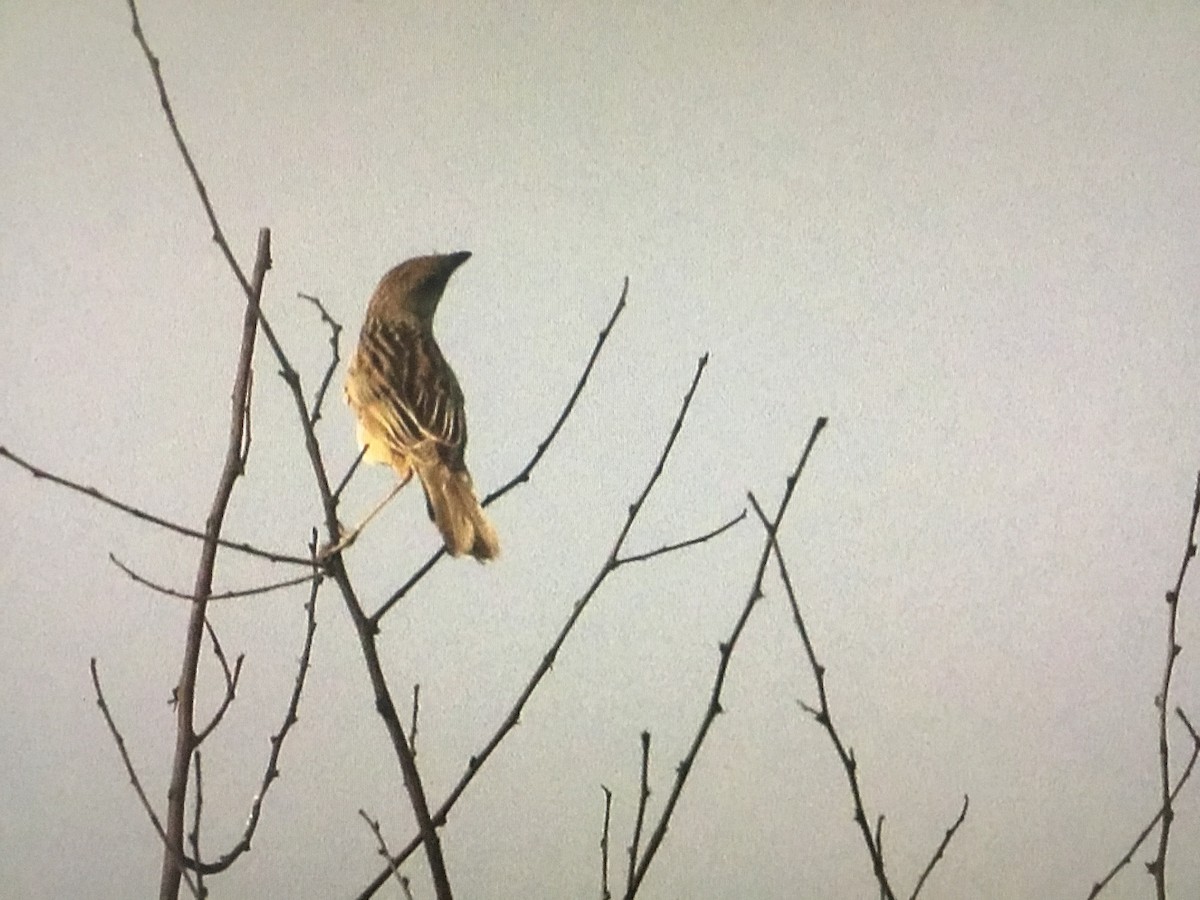 Bristled Grassbird - ML597637761