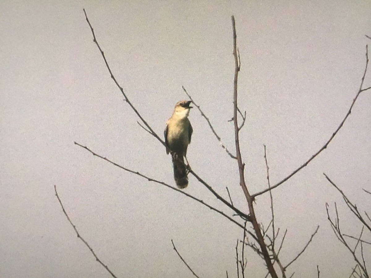 Bristled Grassbird - ML597637991