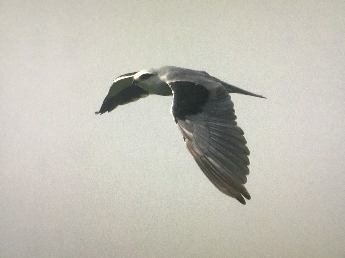 Black-winged Kite - ML597638551