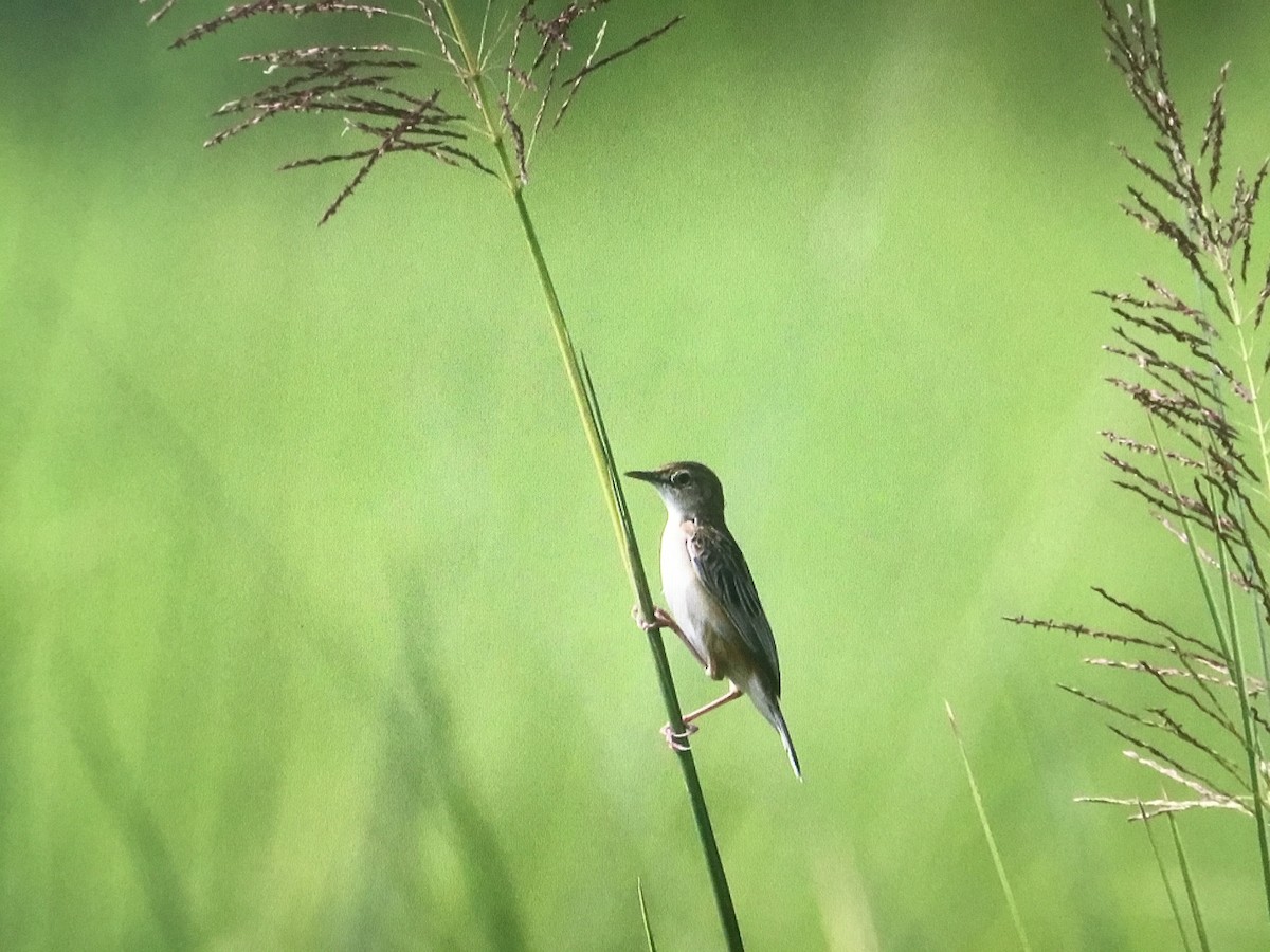 Zitting Cisticola - ML597638711