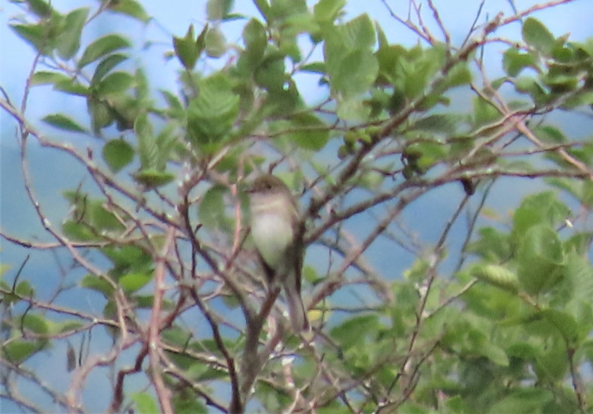 Alder Flycatcher - ML597638781