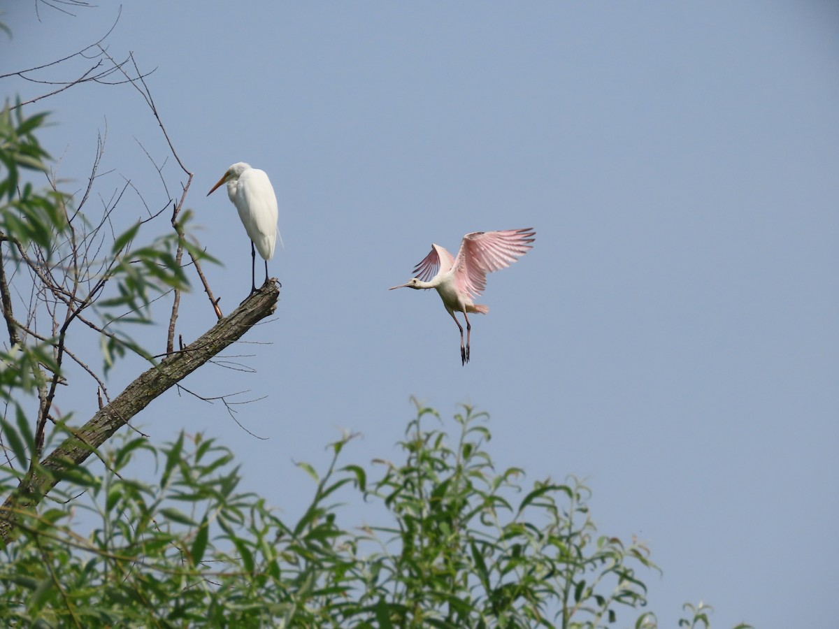 Roseate Spoonbill - Christopher Hollister