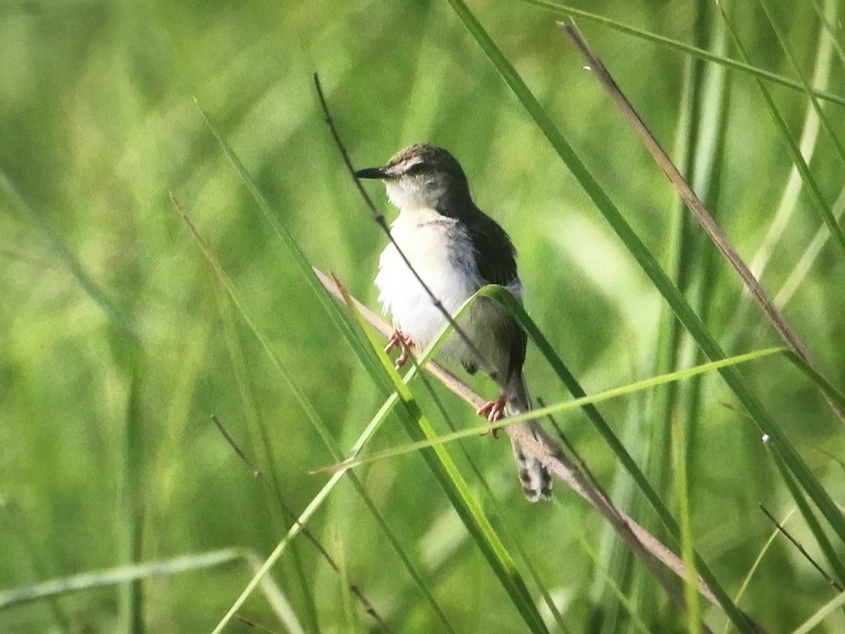 Plain Prinia - Snehes Bhoumik