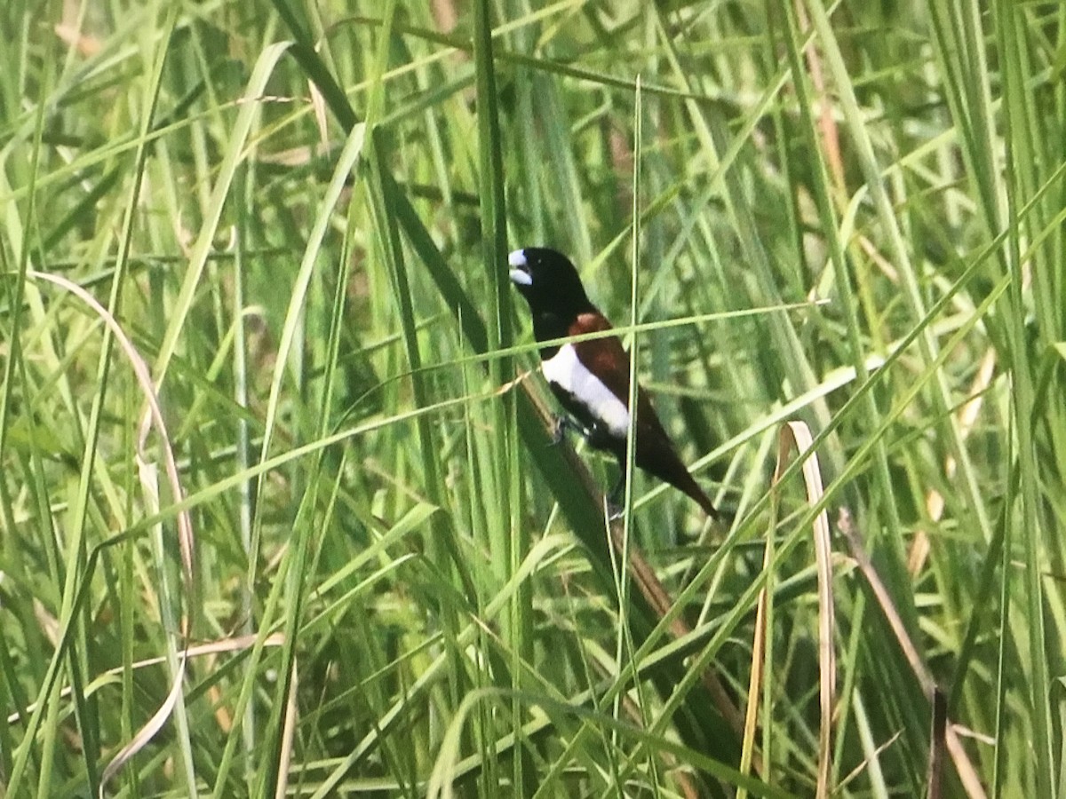 Tricolored Munia - ML597639481