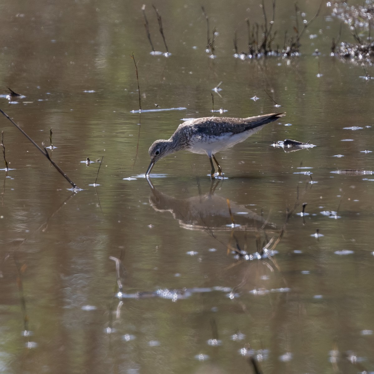 Solitary Sandpiper - ML597642601