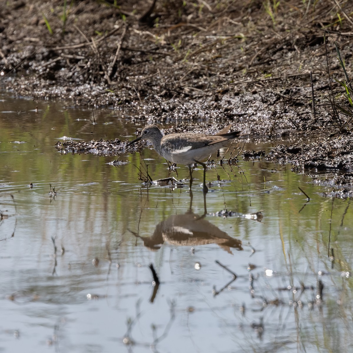 Solitary Sandpiper - ML597642611