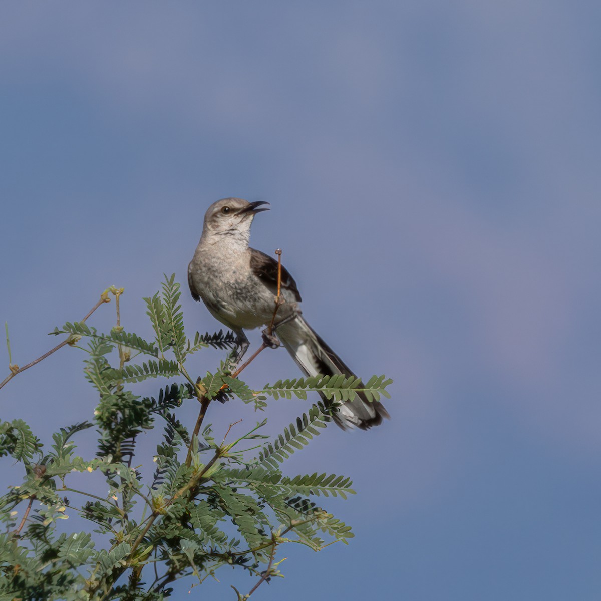 Northern Mockingbird - ML597642671