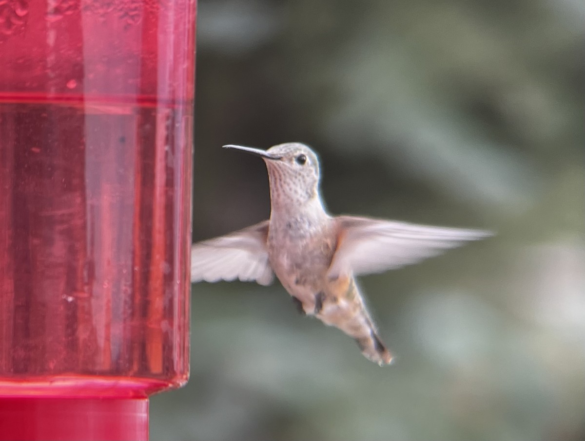 Broad-tailed Hummingbird - ML597644841
