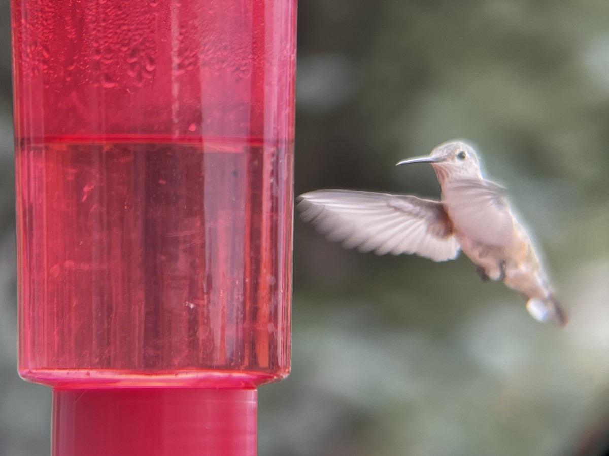 Broad-tailed Hummingbird - ML597644851