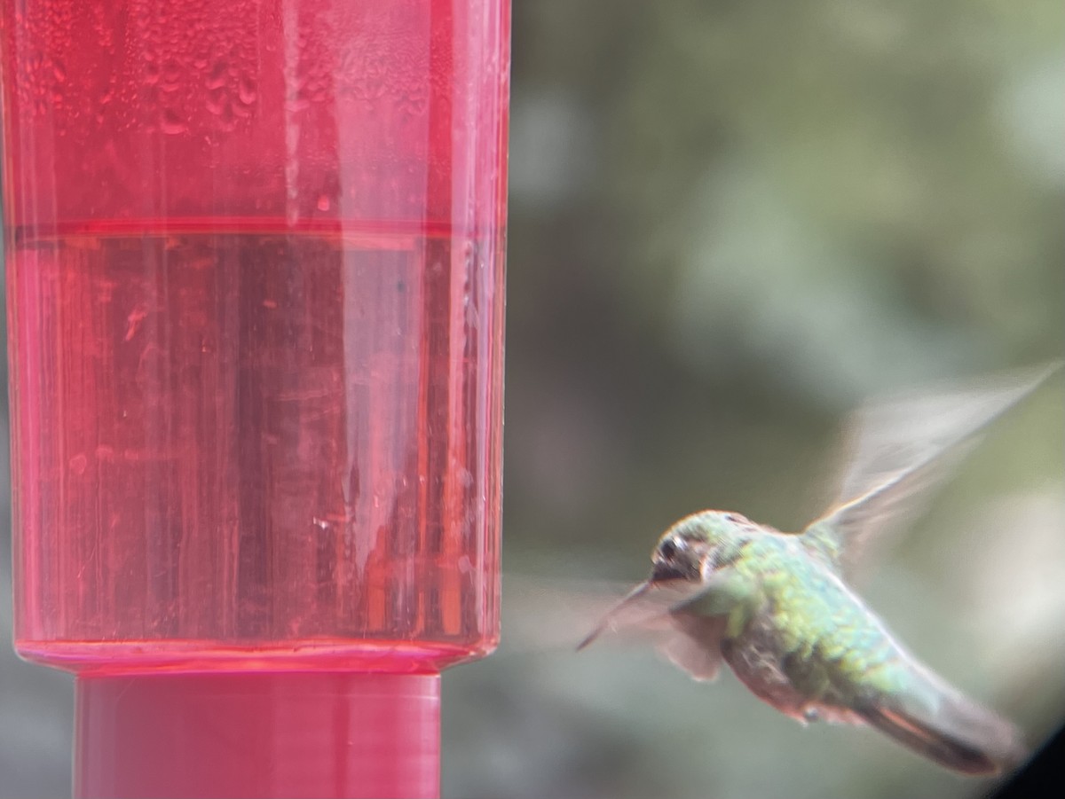 Broad-tailed Hummingbird - ML597644861