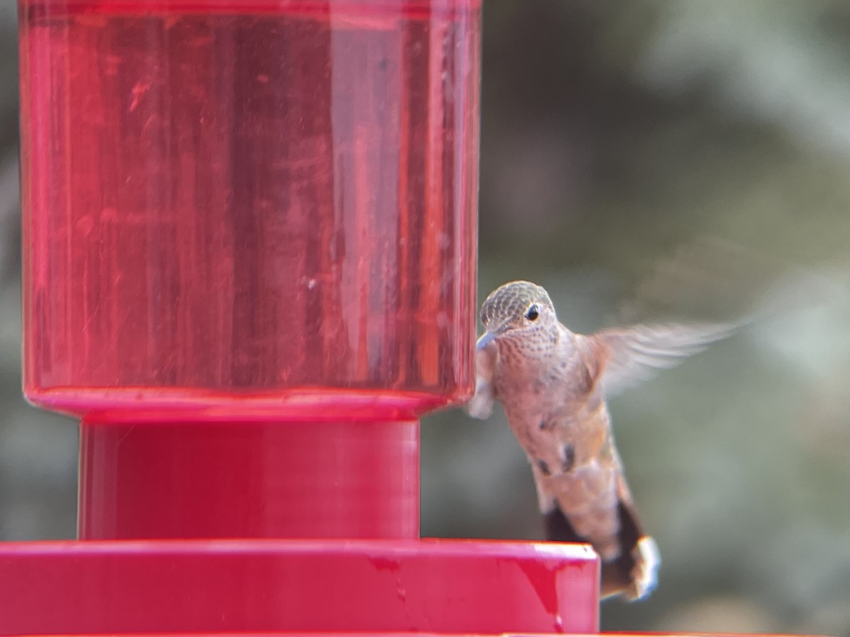 Broad-tailed Hummingbird - ML597644871