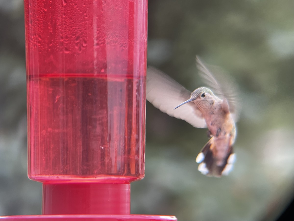 Broad-tailed Hummingbird - ML597644881