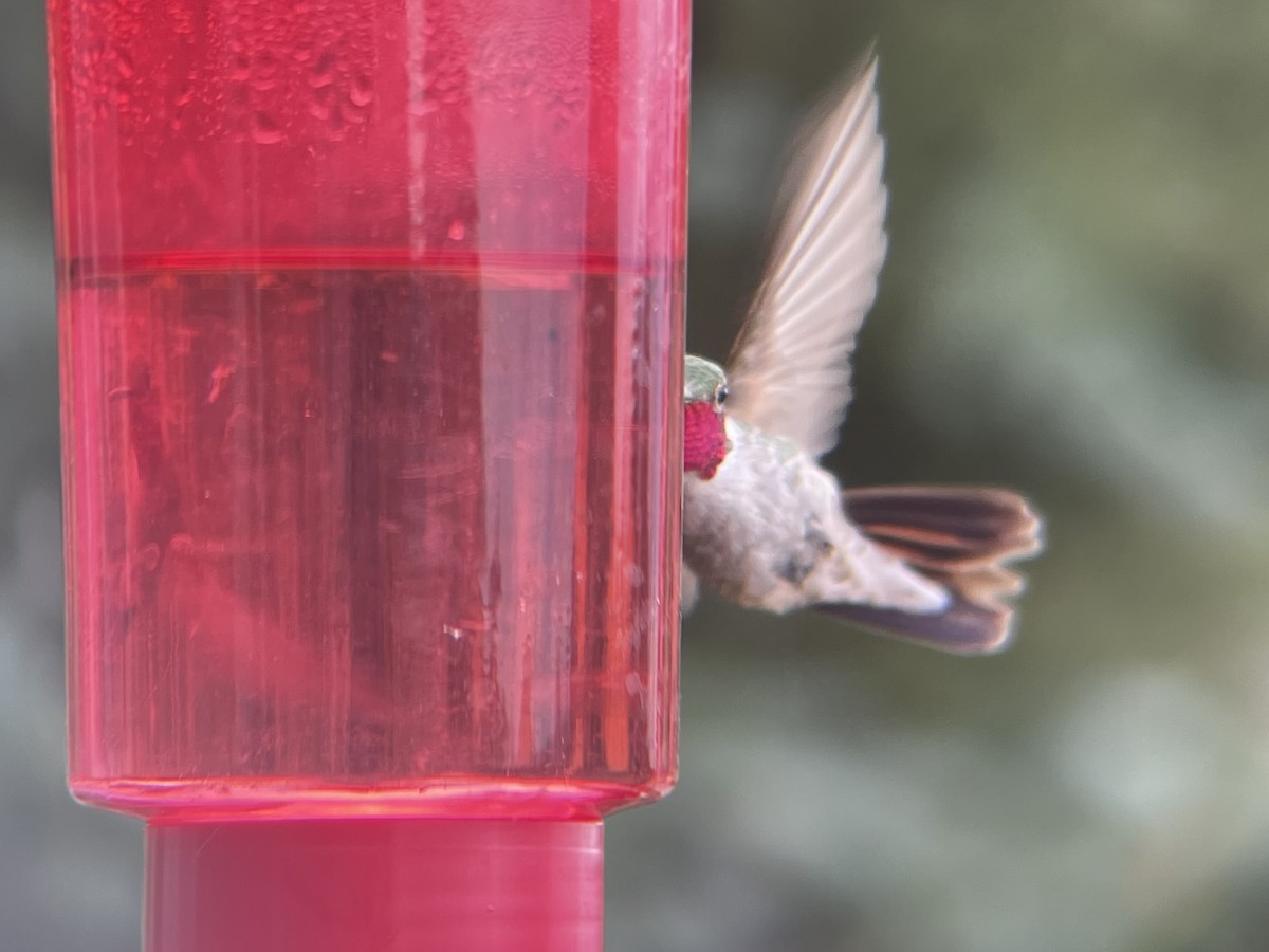 Broad-tailed Hummingbird - ML597644891