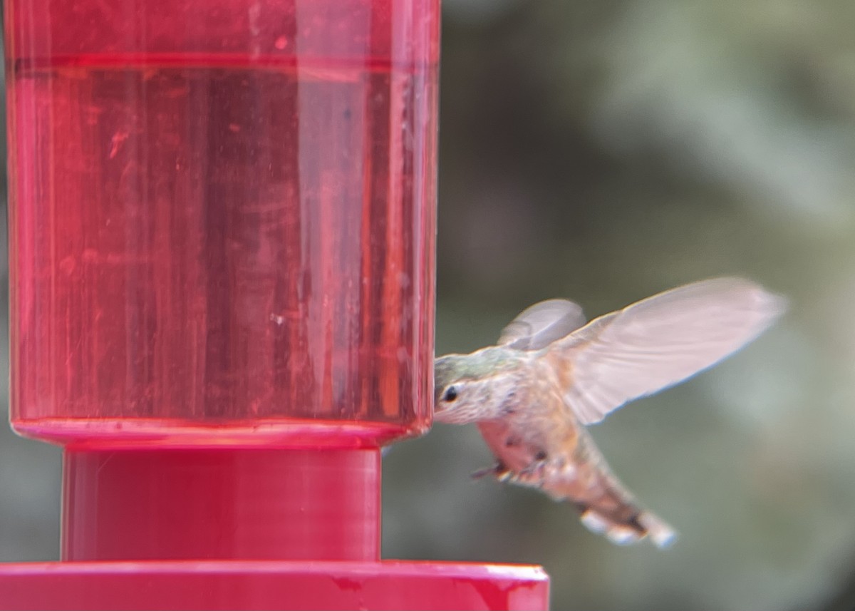 Broad-tailed Hummingbird - ML597644901