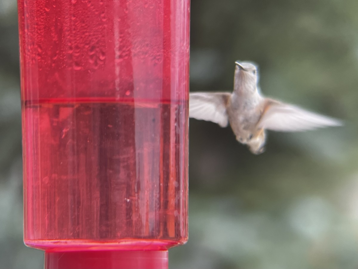 Broad-tailed Hummingbird - ML597644911