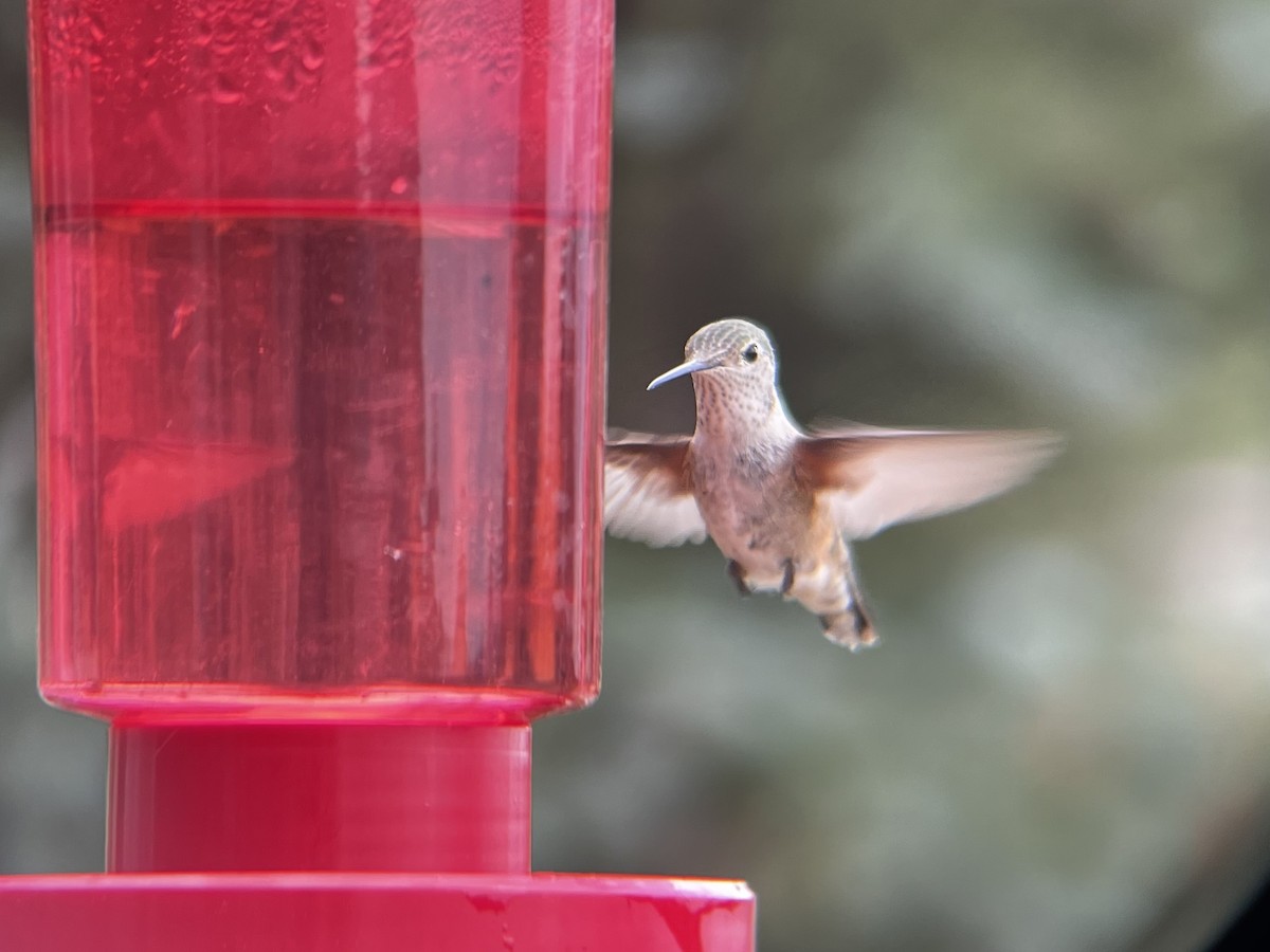Broad-tailed Hummingbird - ML597644921