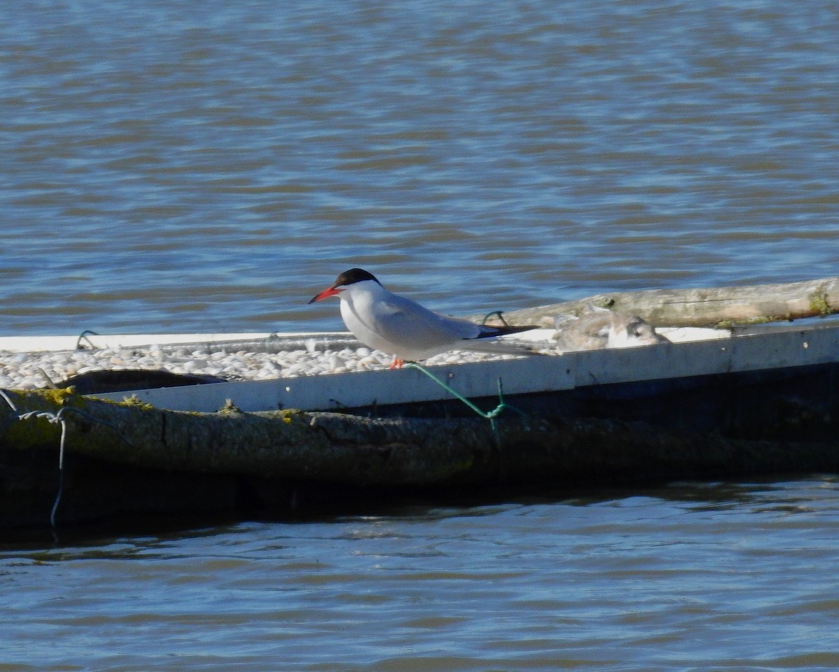 Common Tern - ML597645001