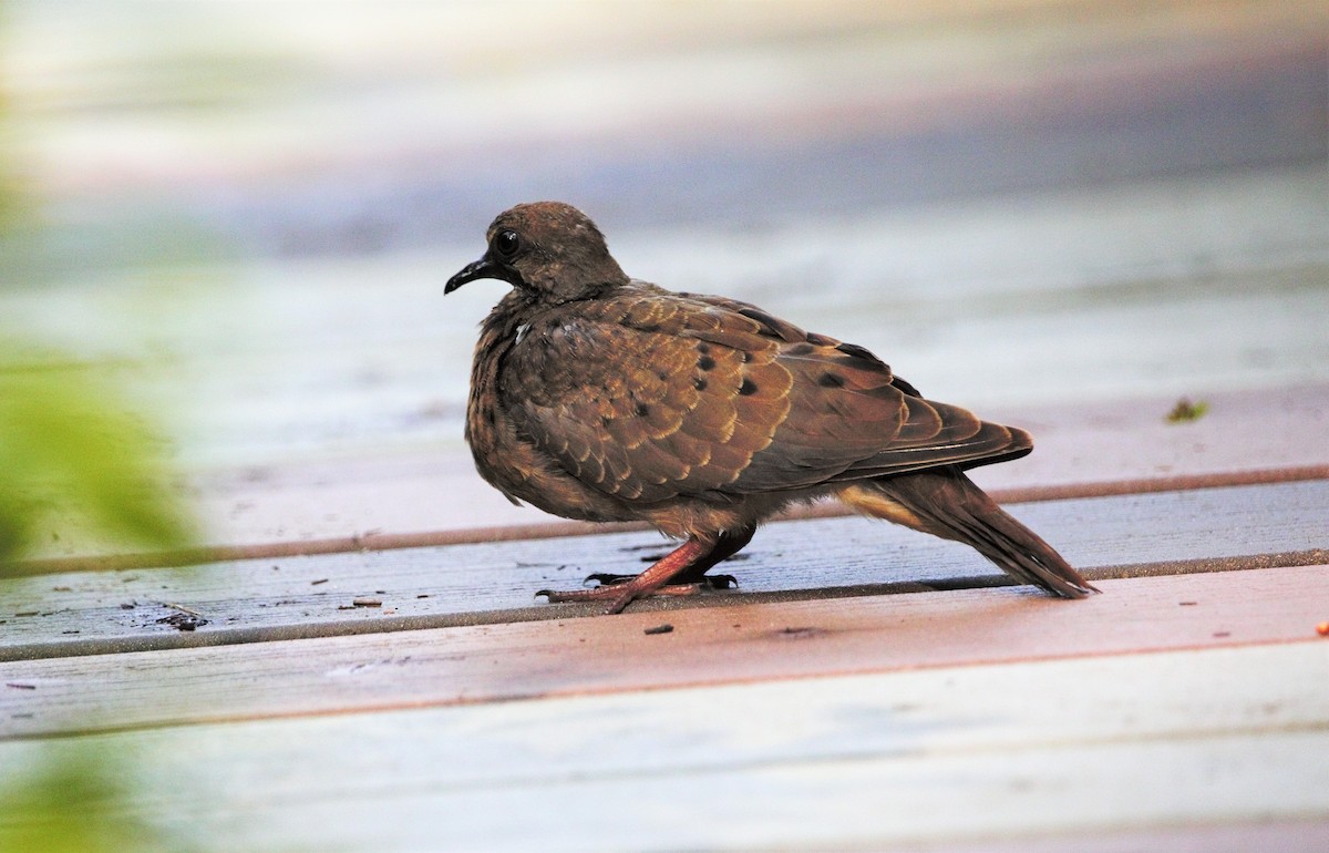 Mourning Dove - ML597645541