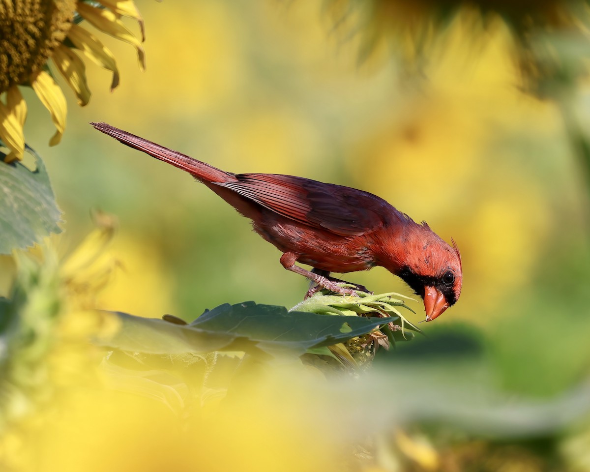 Northern Cardinal - ML597645751