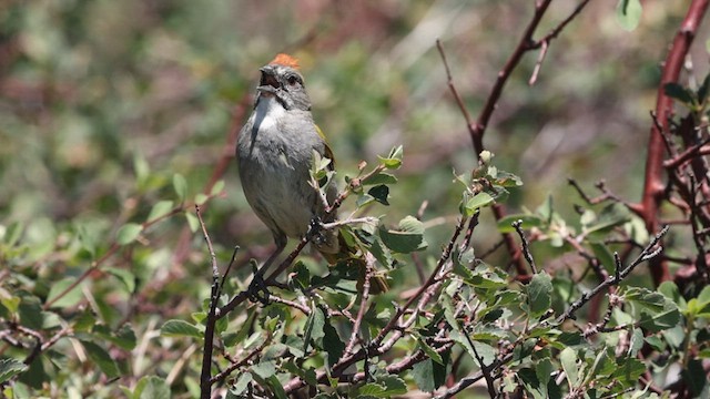 Green-tailed Towhee - ML597645931