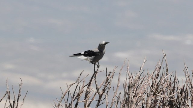 Clark's Nutcracker - ML597647061