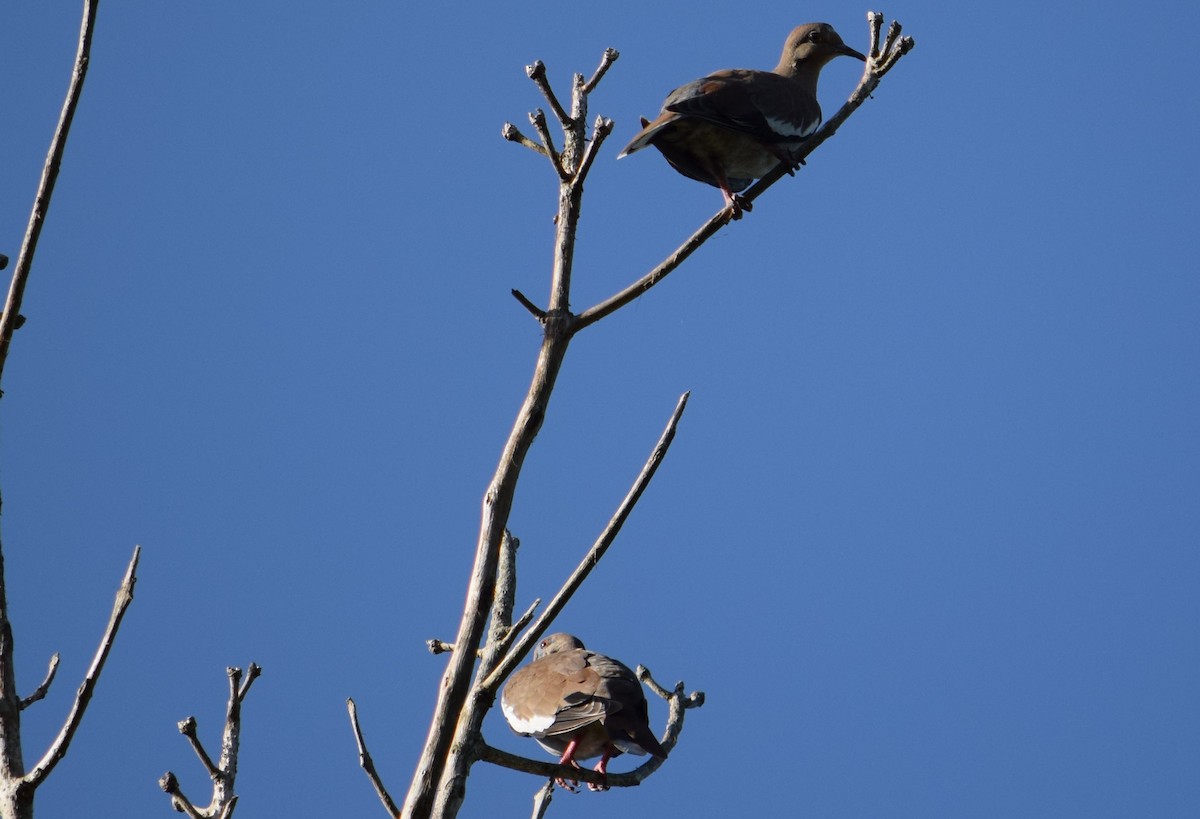 White-winged Dove - ML597647241