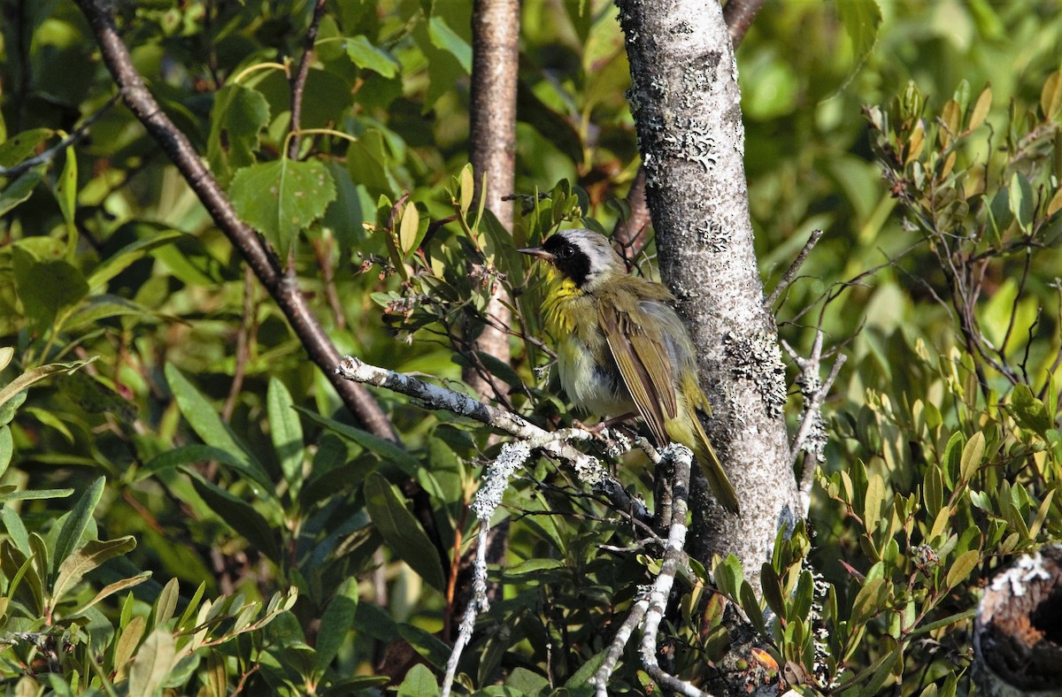 Weidengelbkehlchen - ML597647851