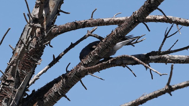 Clark's Nutcracker - ML597648171