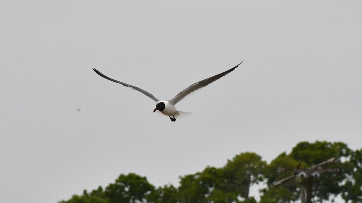 Gaviota Guanaguanare - ML597649101