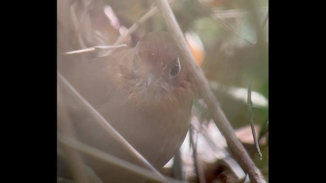 Perija Antpitta - ML597649861