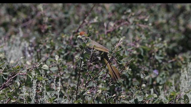 Green-tailed Towhee - ML597649971